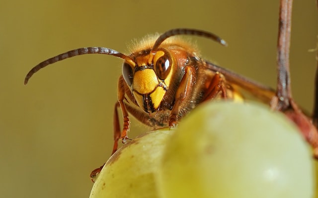 frelon, guêpe et abeille distinction